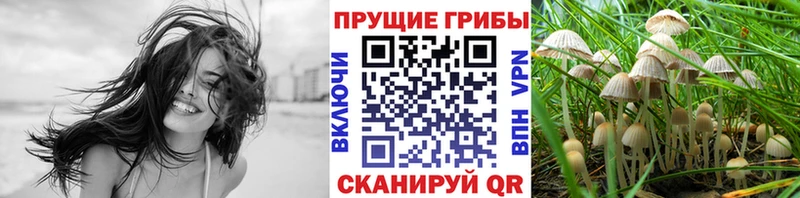 даркнет телеграм как найти закладки Сычёвка Псилоцибиновые грибы прущие грибы
